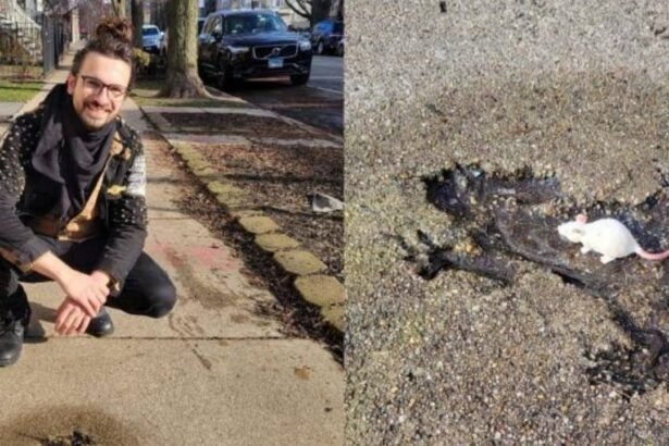 A Chicago artist says his viral tweet of a 'rat hole'